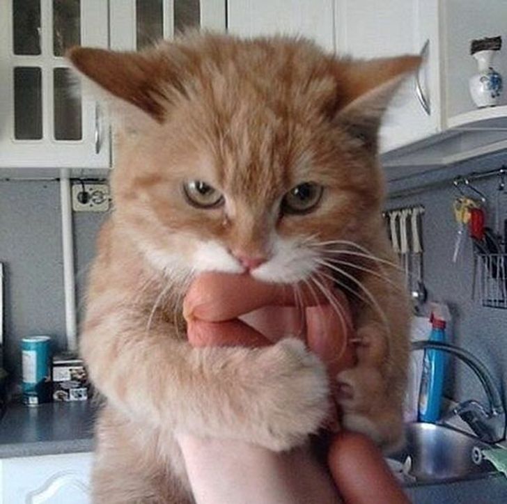 f0e77a59c5980f23b206961bf5