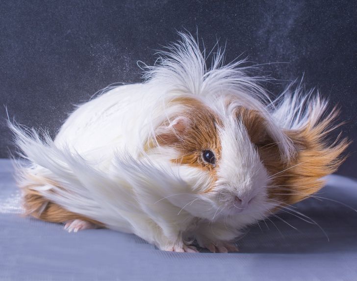 f17f0a519fa5f8cc0ab5db468c