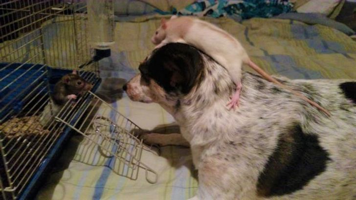 f184bc5ba2b145d07df4b6e89c