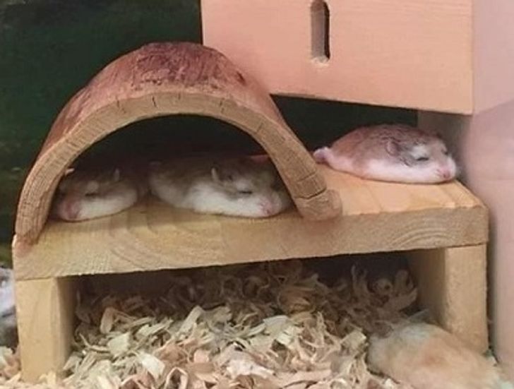 f1c6e35adf865c54ebb7750cb8