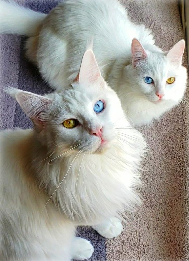 f1f03457e994c273147c4c99d5