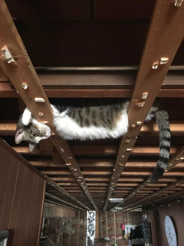 f36caf57b48cc58df42e559a59