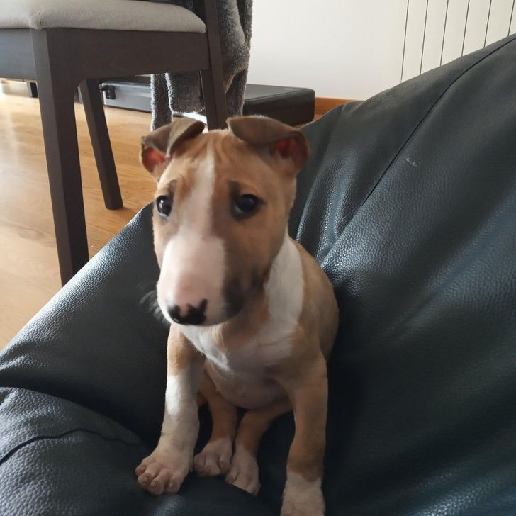 f60ad357ddb61e3bded3cf4345