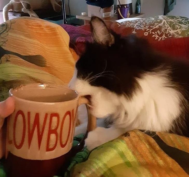 f65ae25e98811ac835de274216