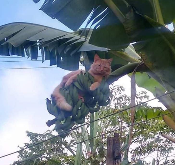 f681a05316abefff3e5d29aad3