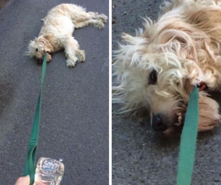 f740de5fc18ecfb4dc63468a5d