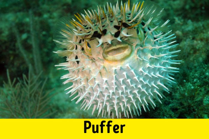 f74f9f50c289cc2c26ed1f4879