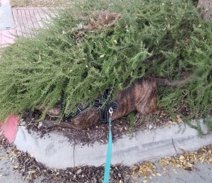 f762715025a9c591010db1da1f