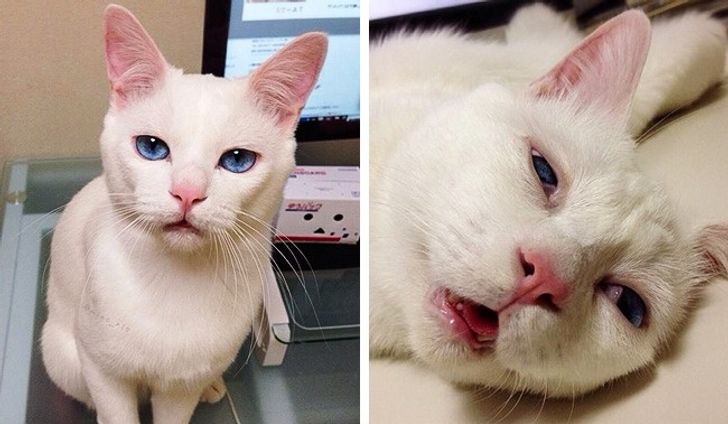 f8c48350d0bf7a13ffd9c57adc