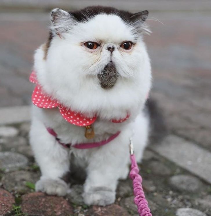 f8ef245c81a8348a103837c73d