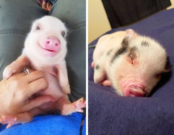 f90b535ed4b0090deb8a558651