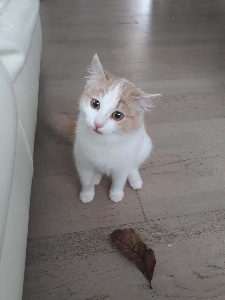 f91327545aa247b277e10c22fd