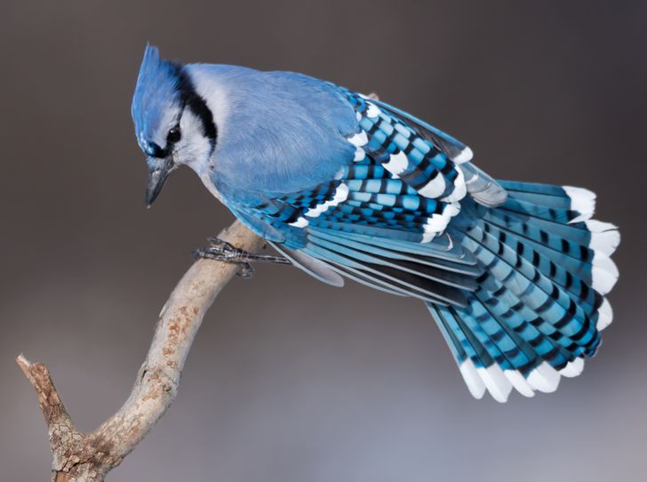 f93cf55a72807abfcd80be12c4