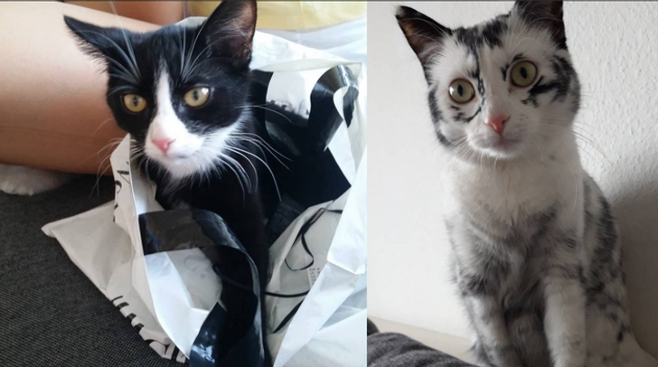 f9901851e385ede4d4f40bd349