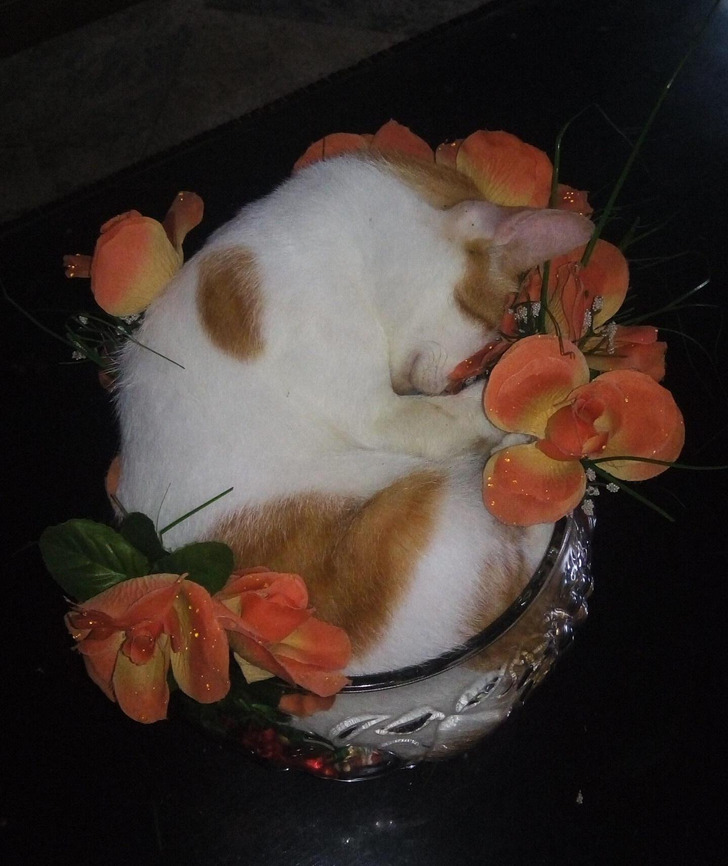 fa00475e178fe38e589a872d06