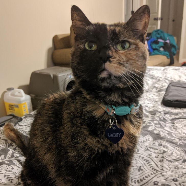 fc07785fd1a659c5d3e128b81a