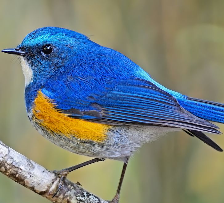 fc739f51cda0be28a2b9f39986