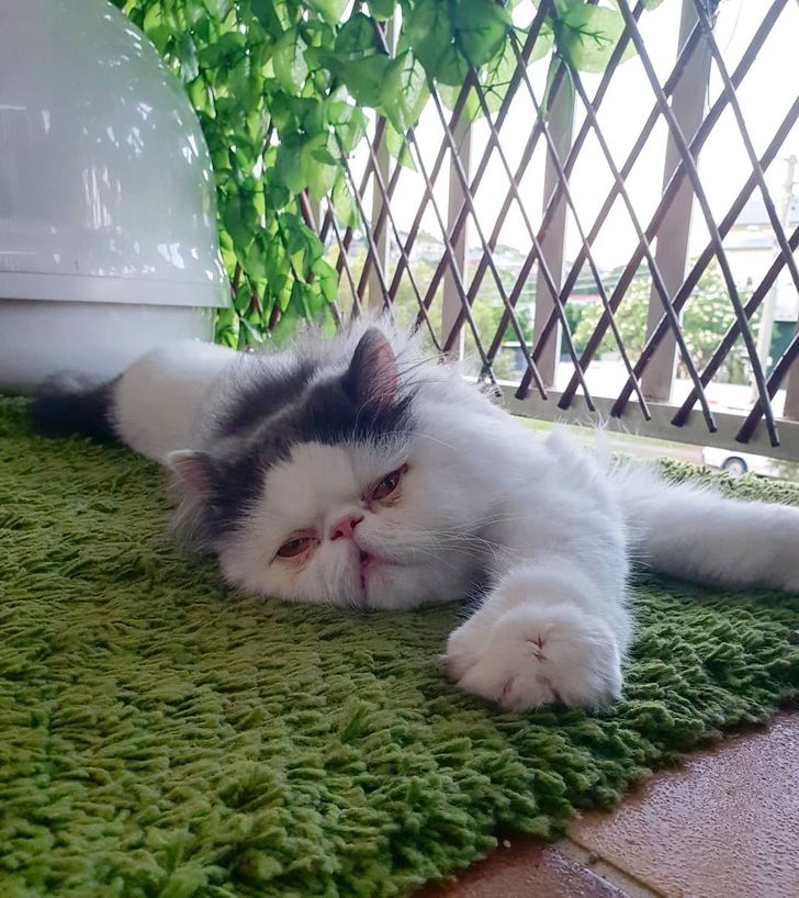 fc9d215a8ab6b5152b37621900