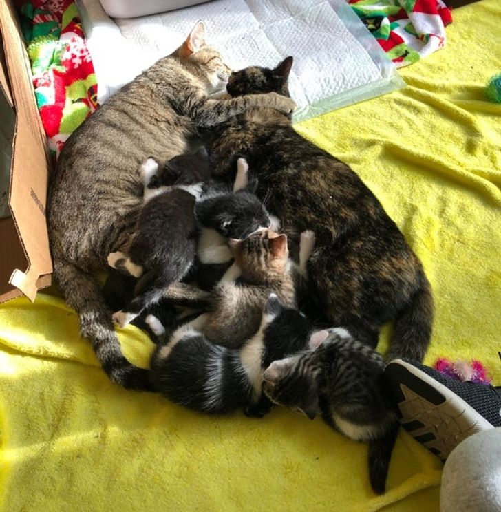 fd0b6252f0a73ef7be74c6d3e8