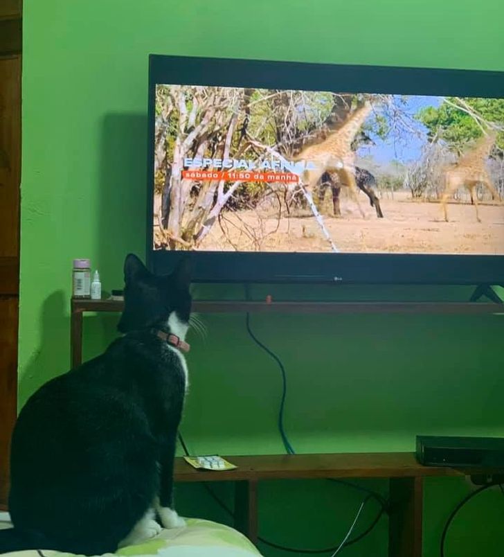 fdec5e54b9865ea1ccfc97d73b