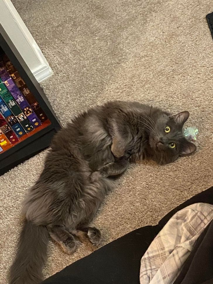 fe5a995b0ebd515bc4409b4e3c