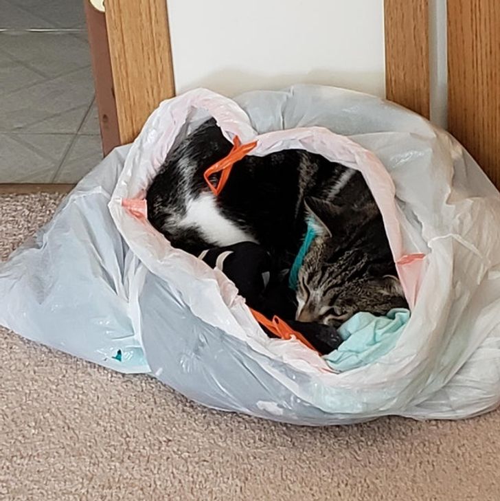 fe91a05a91932c61e0c1d8efab