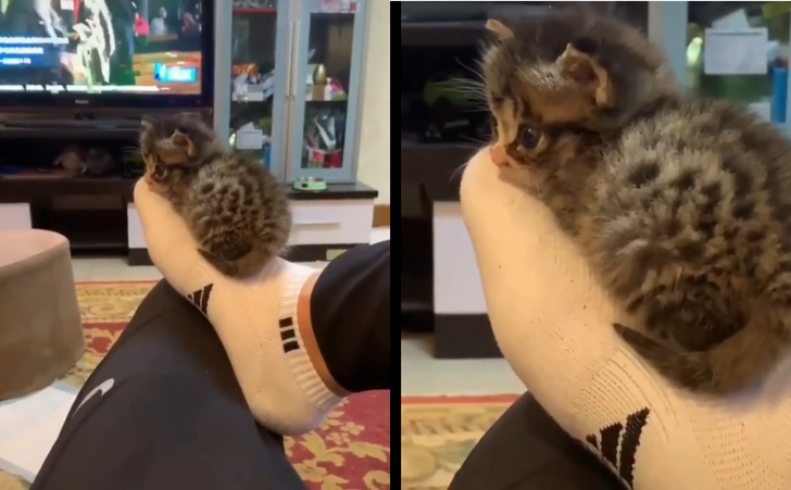 fe97a9517484a6cc05387a2212