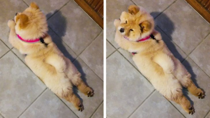 febe4654a38dfbef50e4be4fbd