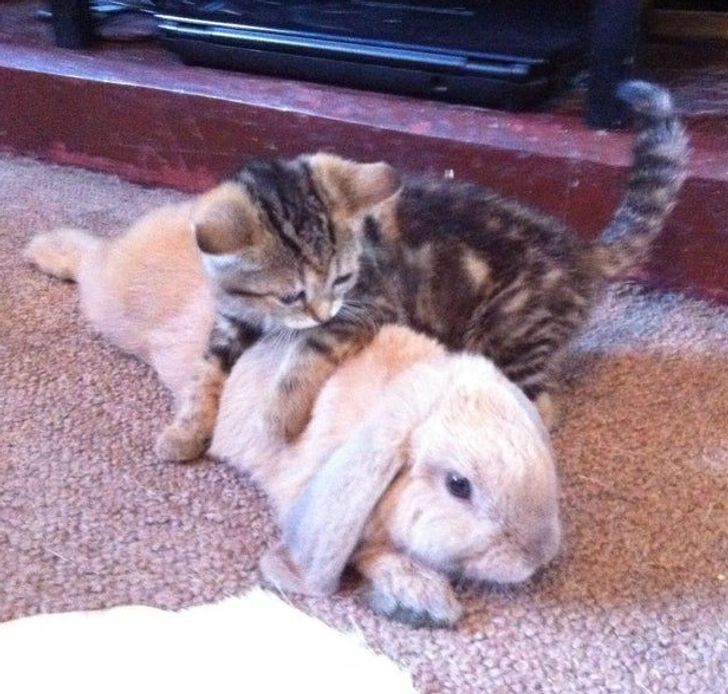 fec38b54db938220b4659bb9c1