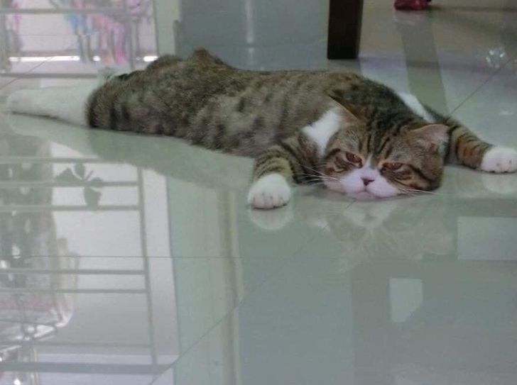 fed21a5e3295c3f9cf478ccf64