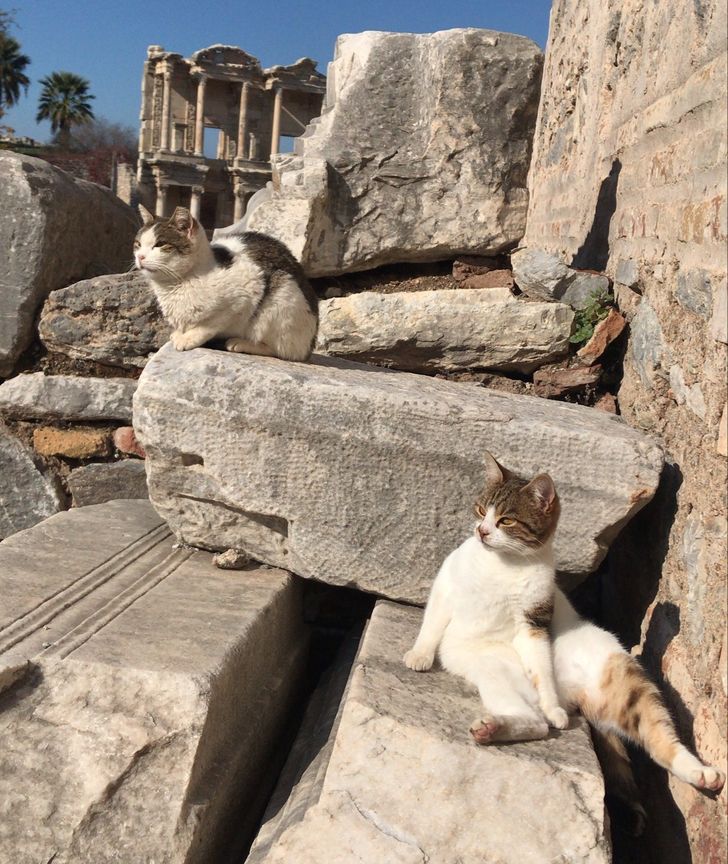 ffa4d45d2a8108d177c9b2978d