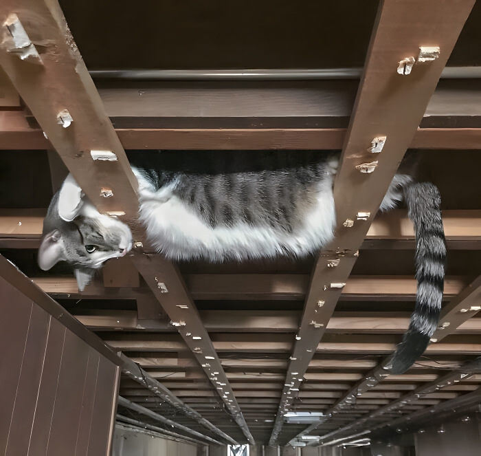 image-HgBsJPxybr5ievzc image-HgBsJPxybr5ievzc