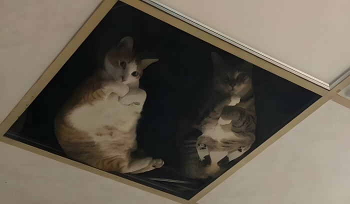 image-Z3YMUhlwsbXoXdaY image-Z3YMUhlwsbXoXdaY