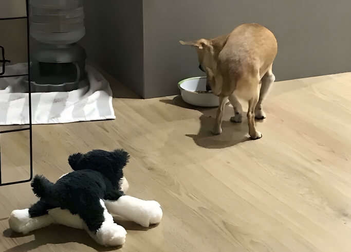 image-ujouS9PQuzMN1Wqz